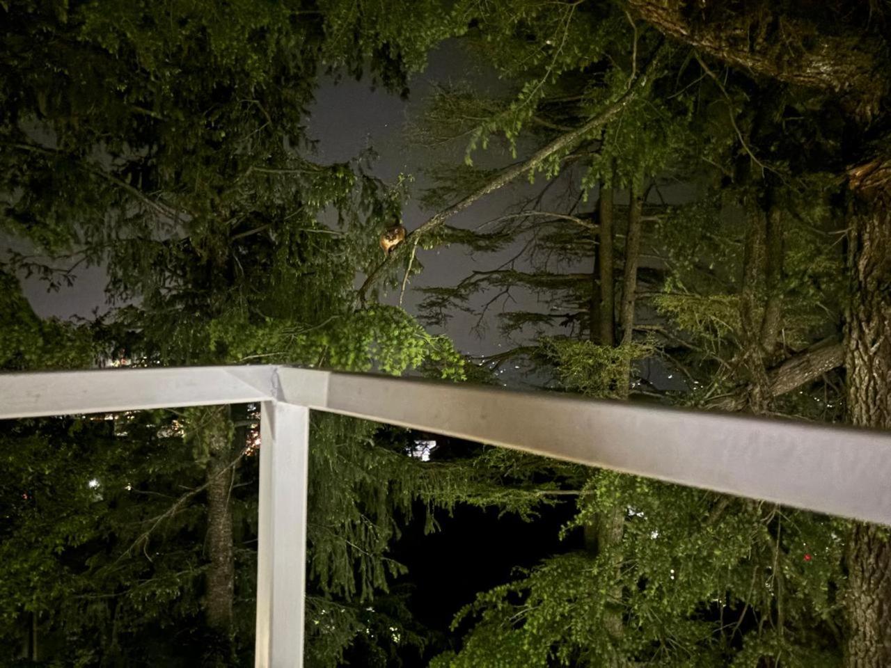 Hotel Jakhu Heights Shimla Bagian luar foto
